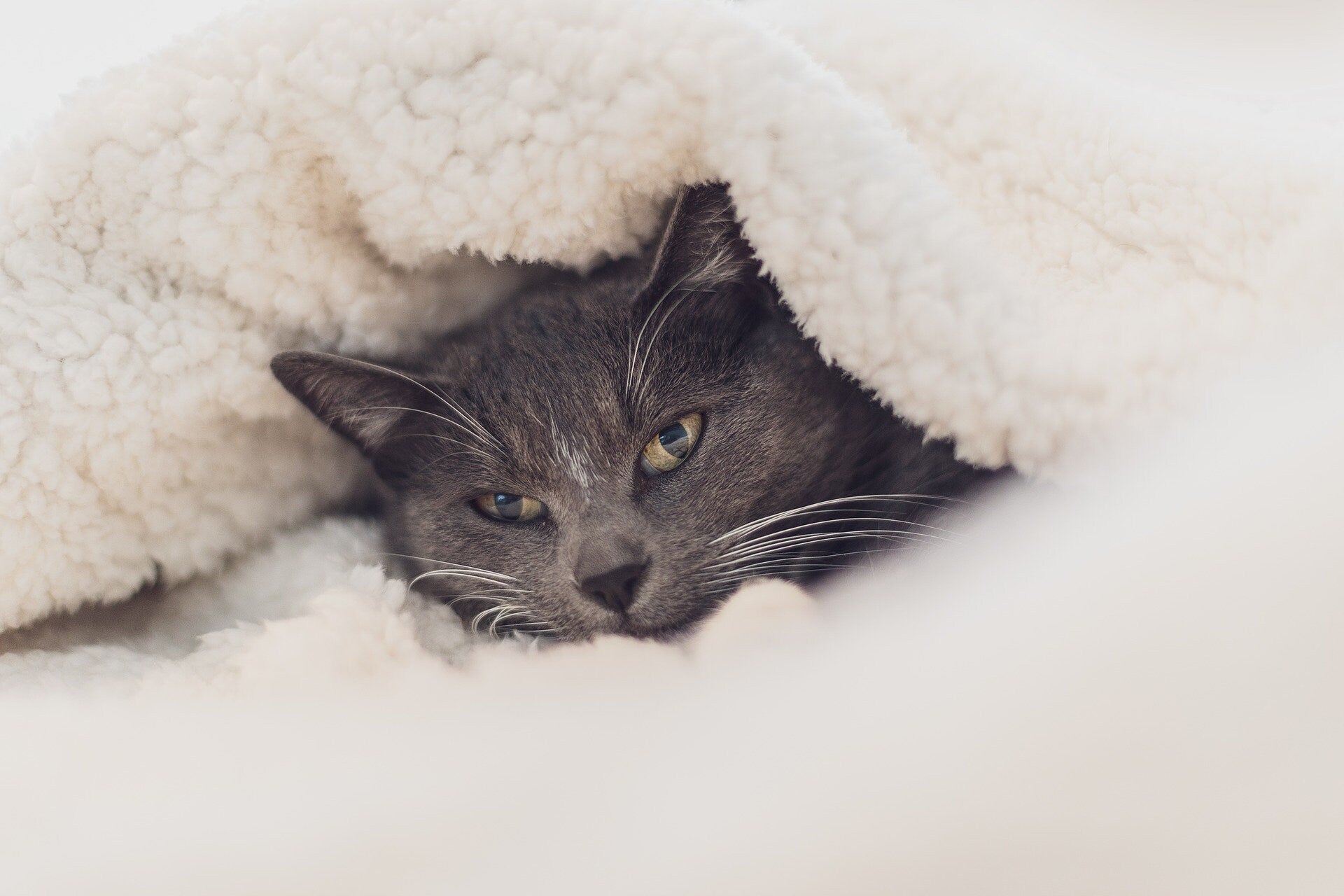 Throw Soft & Cozy Fleece Blanket Choose From Over 30 Designs